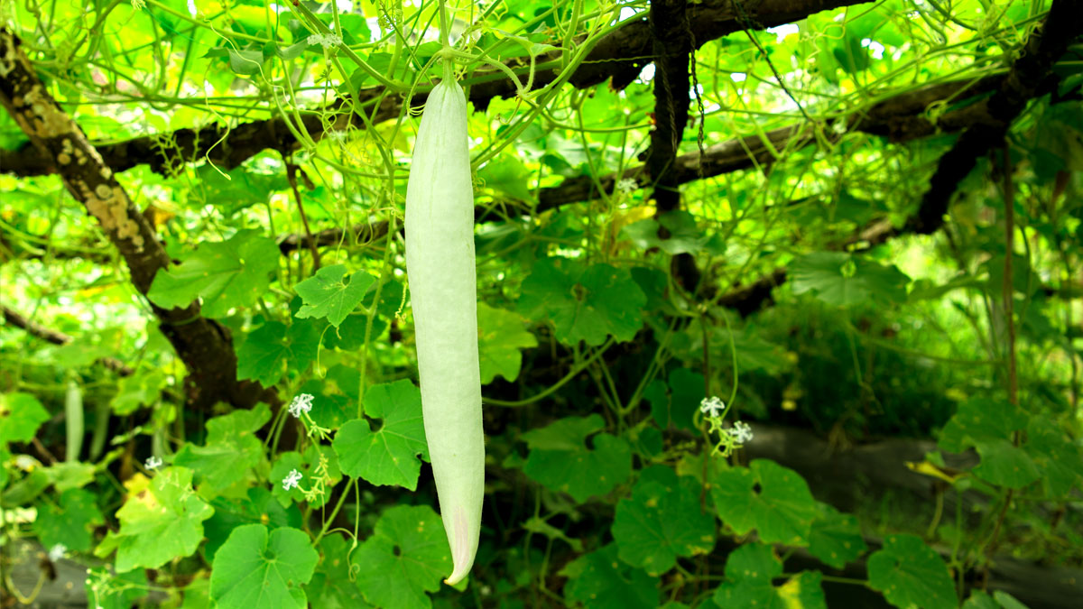 Organic Cultivation of Vegetable & Fruits